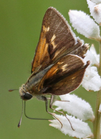 Crossline Skipper